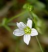 Geelhartje (Linum catharticum)