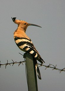 POUPA - Hoopoe - Upupa epops.jpg