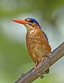 57 São Tomé malachite kingfisher (Corythornis cristatus thomensis) uploaded by Charlesjsharp, nominated by Charlesjsharp,  19,  0,  0