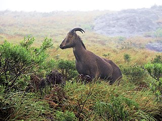 Nilgiritragus hylocrius is endemic to the Western ghats and is an endangered animal.