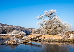 Winter Rauhreif Regnitz PC310030