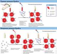 Реакция Кумбса.png
