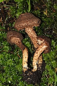 Inocybe hystrix