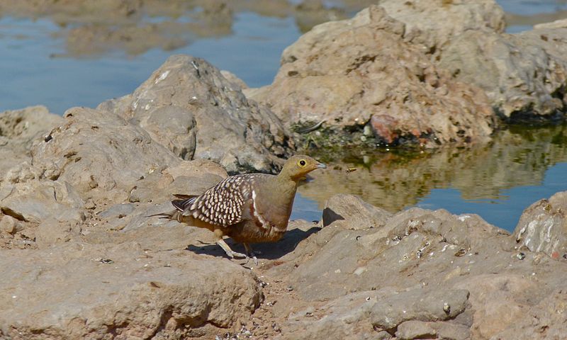 File:Namaqua Sandgrouse (Pterocles namaqua) (6510749453).jpg