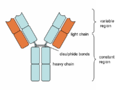 Catene leggere e pesanti, regioni variabili e costanti di un anticorpo