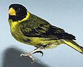 Antillean siskin