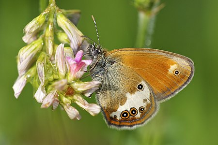 Coenonympha arcania (Pearly Heath)