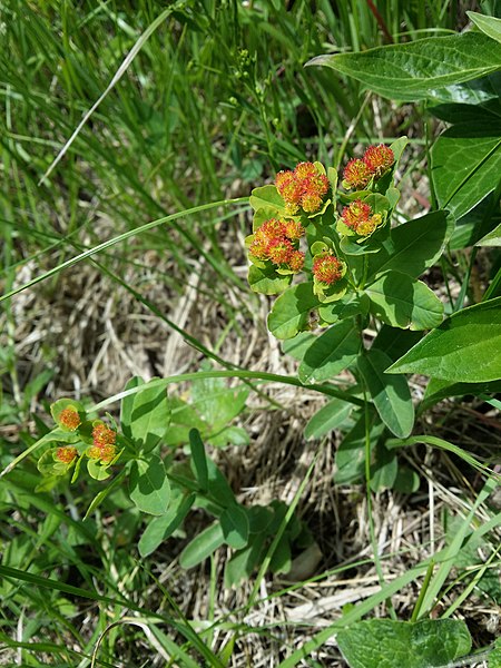 File:Euphorbia polychroma sl42.jpg