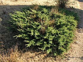 Enebro común (Juniperus communis)