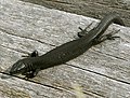 Schwärzlinge der Waldeidechse sind am Großen Feldberg/Taunus häufig anzutreffen.