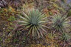 Puya hamata