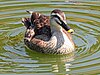 Spot-billed Duck RWD7