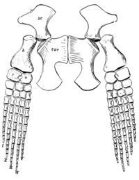 Dessin de deux nageoires osseuses attachées aux os plaqués de la ceinture pectorale.