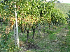 Trebbiano blanco ou ugni blanc B.