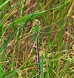 Anax parthenope – Weibchen