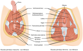 Muscles dans la région du périnée.