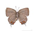 Museum specimen ♂ △ - Ventral side