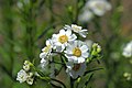 エゾノコギリソウ Achillea ptarmica subsp. macrocephala