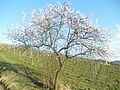 Floranta migdalujo en vitejo de Bensheim, Germanio.