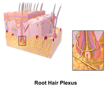 Blausen 0806 Skin RootHairPlexus.png