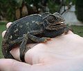 Caméléon commun en noir après avoir été effrayé par un chien.