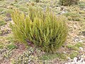 A small Dracophyllum cockayneanum on Enderby Island