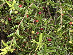 Ardisia