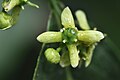 Flower with the four petals and four stamens