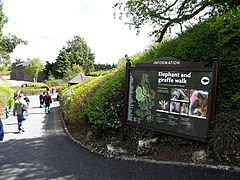 Elephant and giraffe walk, Belfast Zoo - geograph.org.uk - 1847918.jpg