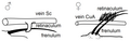 Image 20Frenulo-retinacular wing coupling in male and female moths (from Insect flight)