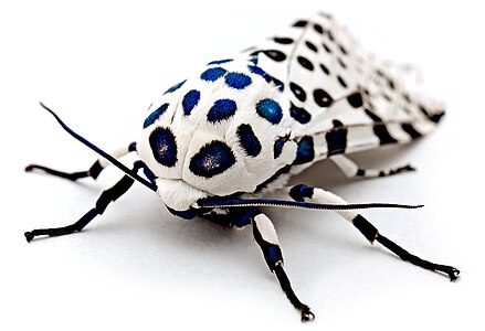 Hypercompe scribonia (Giant Leopard Moth)