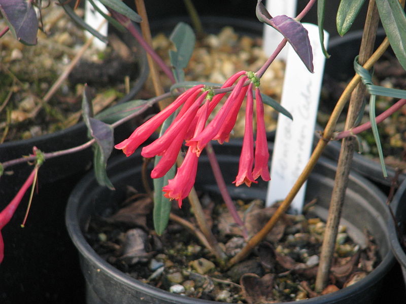 File:Lonicera sempervirens Cedar Lane (12742340415).jpg