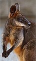 Swamp Wallaby