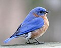 Eastern bluebird