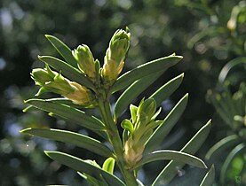 Renuevo de tejo (Taxus baccata)