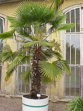 Hørpalme(Trachycarpus fortunei).