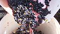 Image 30Crushed grapes leaving the crusher (from Winemaking)