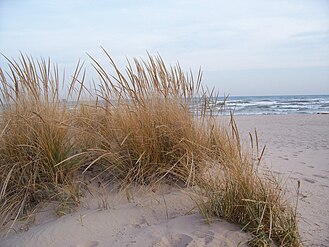 American Marram Grass dunes with Lake Michigan in background