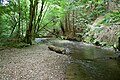 Eifgenbach in Burscheid, südlich der Eifgenburg