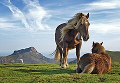 First place: اسب‌ها در کوه‌های بیاندیتز Mikel Ortega/Richard Bartz (CC-BY-SA-2.0)