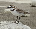 Wilson’s plover