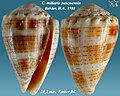 Conus miliaris Hwass in Bruguière, J.G., 1792