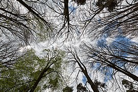 Trees at the hamlet Börnste, Kirchspiel, Dülmen, North Rhine-Westphalia