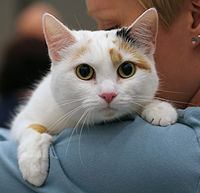 Calico female