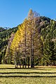 English: Birches and larches Deutsch: Birken und Lärchen