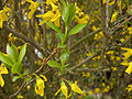 Forsythia × intermedia fiùr e fòie zùine