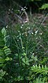 Galium rotundifolium