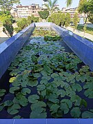 Lotus & water lily plants growing in a pond in a Classical Meitei garden - inside the Bir Tikendrajit Park, Imphal, Kangleipak 03.jpg