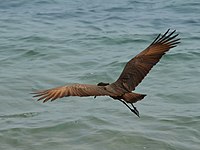 De hamerkop strekt zijn nek tijdens de vlucht