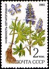 <center>Delphinium dictyocarpum</center>